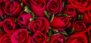 codici-sconto-fiori-e-piante