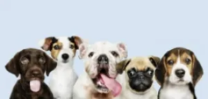 codici-sconto-animali